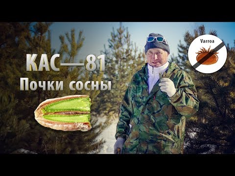 Видео: КАС-81 / Почки сосны / Сроки и правила сбора