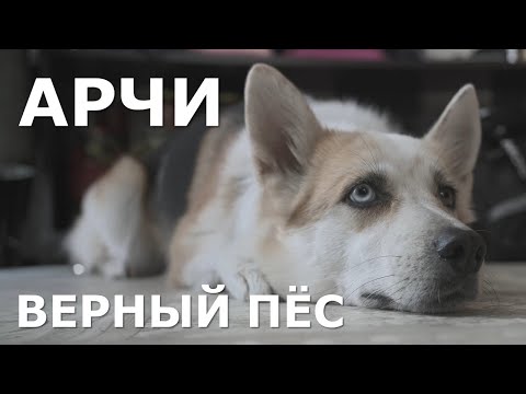 Видео: Короткометражный фильм "АРЧИ" (МЫ В ОТВЕТЕ ЗА ТЕХ, КОГО ПРИРУЧИЛИ)