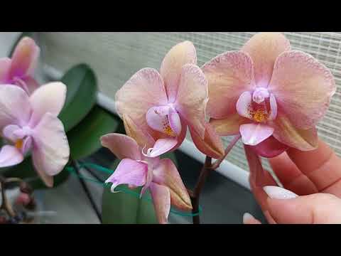 Видео: Обзор моей коллекции  орхидей 💕
