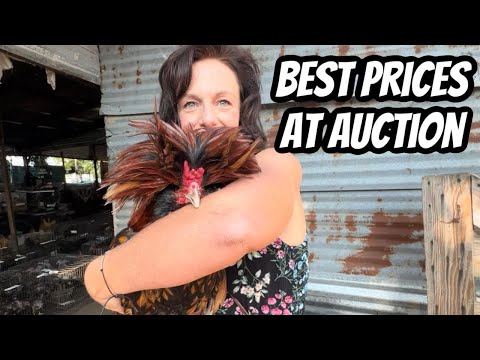 Видео: Аукцион животных с ценами