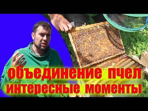 Видео: Как объединить семьи на пасеке без гибели маток. Объединение пчел летом перед главным взятком