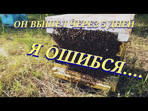 Видео: Я ошибся ,рой " вторак " вышел на пятый день . Ставлю пчелопакету третий корпус и три вощины.