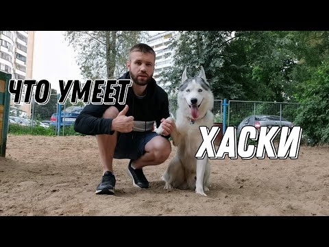 Видео: ЧТО УМЕЕТ ХАСКИ?
КОМАНДЫ. (почему они важны)