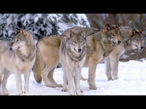 Видео: На "поиск" Усольцевых с их ребенком были потрачены миллионы, а 38 детей собрались скормить волкам!