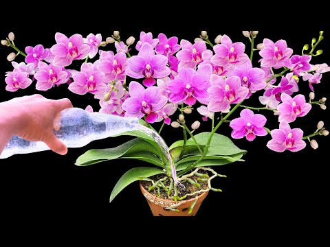 Видео: Я поливаю так, и каждая орхидея вырастает полной волшебных цветов и корней.