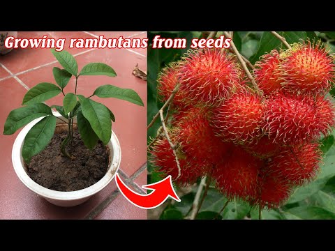 Видео: Как вырастить рамбутаны из семян