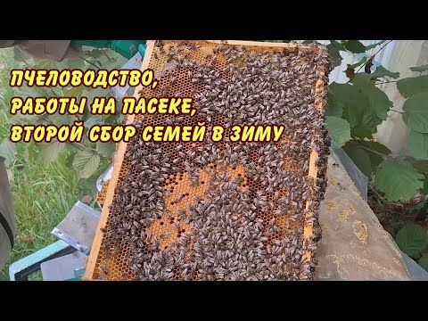 Видео: пчеловодство,  работы на пасеке, второй сбор семей в зиму
