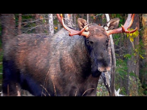 Видео: Лось Огромный. Гон