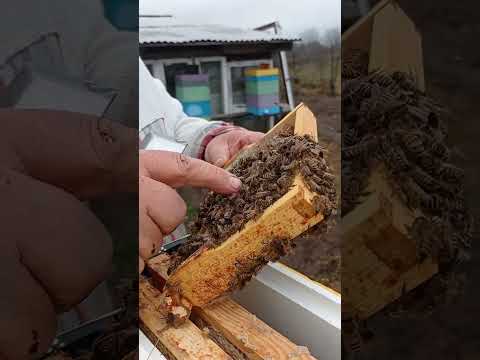 Видео: Отводки в Ноябре! очень легко и просто! Обзор и тест трёх рамочных ульев ППС . Продажи Бакфаст. 