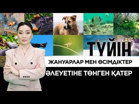 Видео: Қазақстанның экологиялық әлеуеті: қауіп-қатер қайдан? | Түйін