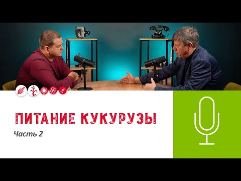 Видео: 🌽Подкаст «Питание кукурузы. Часть 2»
