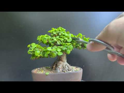 Видео: Обрезка моих карликовых бонсай из нефрита летом/осенью. Часть 1