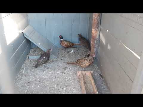 Видео: Фазаны//Охотничьи фазаны//Провожу дегельминтизацию всех фазанов//15 октября 2022 год