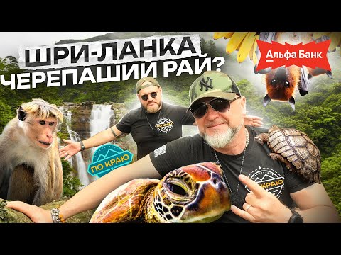 Видео: Шри-Ланка. Черепаший рай