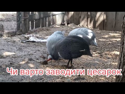Видео: Утримання та розведення цесарок наш досвід. Основні переваги та недоліки