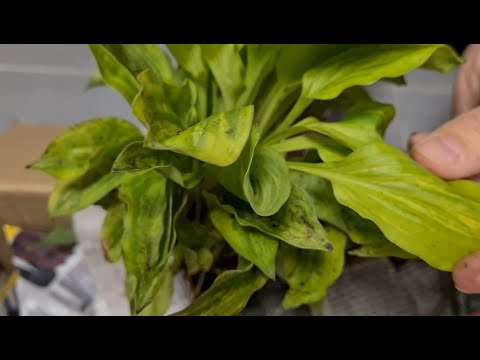Видео: Распаковка хост - 1. Посылка