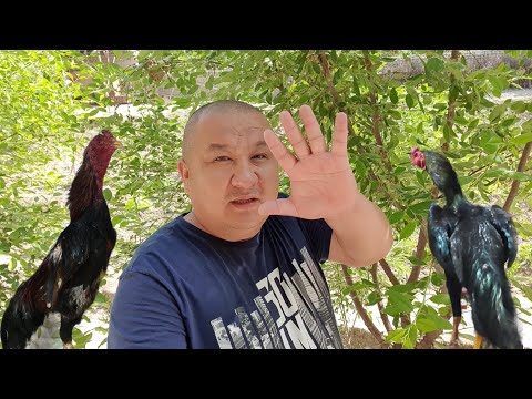 Видео: ОХУНОВ ТВ ХОНАДОНИДА ТОНГИ ХОЛАТ(Хуроз ишкибозлари)