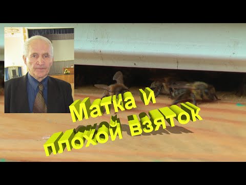 Видео: Профессор Кашковский: Матка и плохой взяток