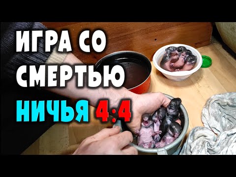 Видео: Спасение крольчат / Игра со смертью в ничью 4:4