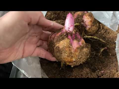 Видео: Сорта, наличие луковиц