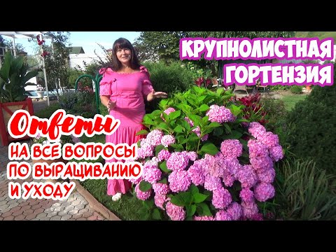 Видео: КРУПНОЛИСТНАЯ ГОРТЕНЗИЯ: как добиться ЦВЕТЕНИЯ? Посадка и уход. И ЛУЧШИЙ СОРТ, цветущий все лето!