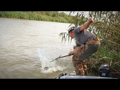 Видео: ВОТ ЭТО ДА! ОНИ ЛОМАЮТ СНАСТИ! САЗАНЫ И СОМЫ БЕШЕНЫЙ КЛЁВ. Рыбалка на закидушки и донку