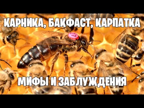 Видео: КАРНИКА, БАКФАСТ, КАРПАТКА. Мифы и заблуждения