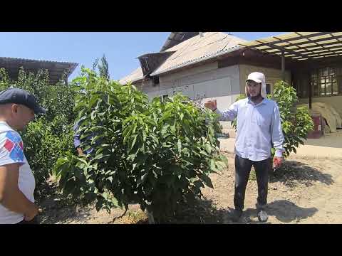 Видео: Интенсивдуу Гилас бак тарбиялоо