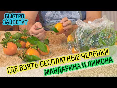 Видео: Бесплатные черенки лимона и мандарина для прививки и укоренения  Расскажу где взять и оживить.