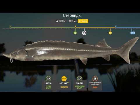 Видео: НОВЫЕ ФАРМЫ СЕРЕБРА и РАЗДАЧИ ТРОФЕЕВ! СВОДКА по ВОДОЁМАМ на 04.03 в Русской Рыбалке 4! РР4