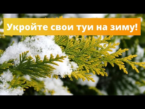 Видео: НЕ ЗАБУДЬТЕ УКРЫТЬ ТУИ НА ЗИМУ | Укрытие зимостойкой туи