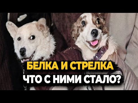 Видео: БЕЛКА И СТРЕЛКА: ЧТО С НИМИ СТАЛО ПОСЛЕ ПОЛЁТА?