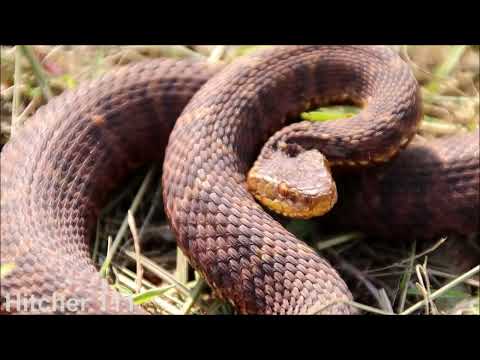 Видео: Змеи Приморья 15 / Herping in Primorye 15 (2025)