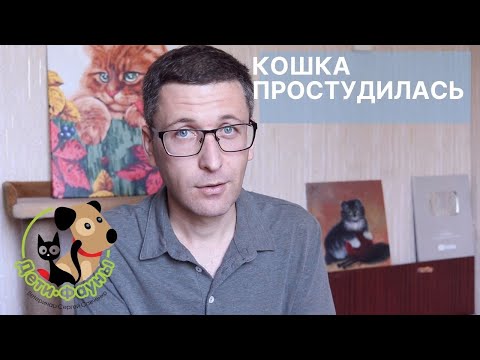 Видео: У кошки насморк, слезятся глаза и она чихает, что делать?