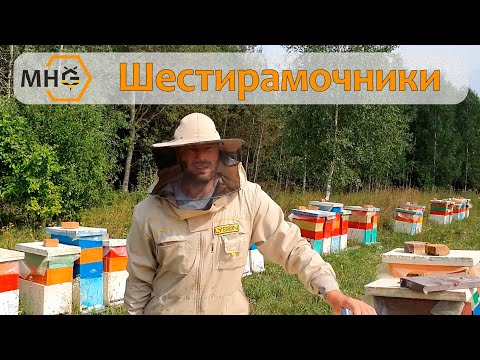 Видео: Как работают шестирамочные улья после пчелопакетов.