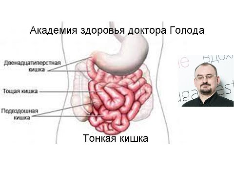 Видео: Тонкая кишка. Энтерит. Дизентерия. Синдром мальабсорбции.