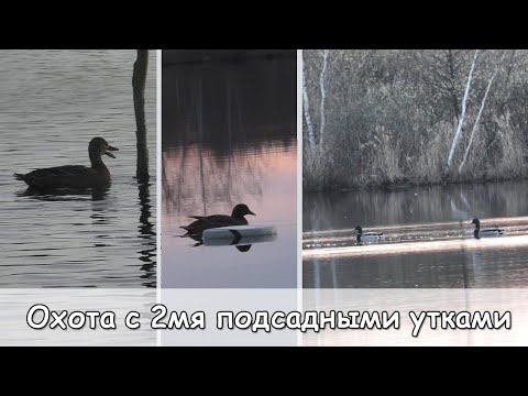 Видео: Весенняя охота с ДВУМЯ подсадными утками на селезня. Отлично заголосили под вечер! Закрылся ТРЕМЯ!