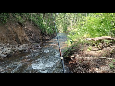 Видео: Хариус. июнь 2025. Рыбалка в приморском крае.  В верховья горной реки с ночевками!