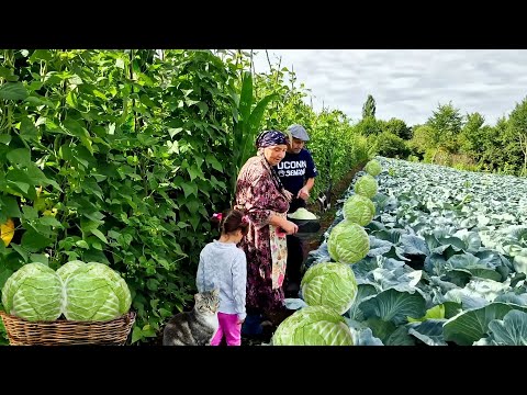 Видео: Самые Вкусные и Простые Рецепты из Свежей Капусты.