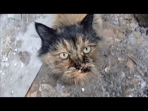 Видео: Это чудо приставало к прохожим на улице