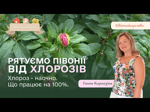 Видео: Рятуємо півоніі від хлорозів. Хлороз - наочно. Що працює на 100%.