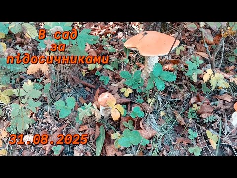 Видео: В сад по підосичники ч.8