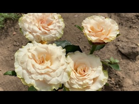 Видео: ЦВЕТЕНИЕ РОЗ 2022🌹🥰. ЦВЕТОЧНЫЕ ШЕДЕВРЫ 🌸🌺🌼🌹💐