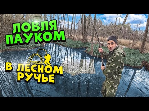 Видео: Жизнь в лесу! [4-Часть] Ловля на паук и руками в лесном ручье.Наловил малька линя и запустил в пруд