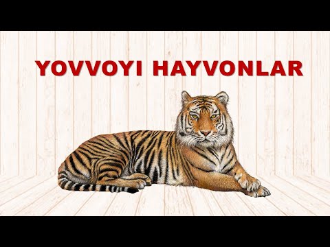 Видео: YOVVOYI HAYVONLAR. Ёввойи хайвонлар. Дикие Животные. Rus Tilini  O'rganamiz. Учим Русский Язык.