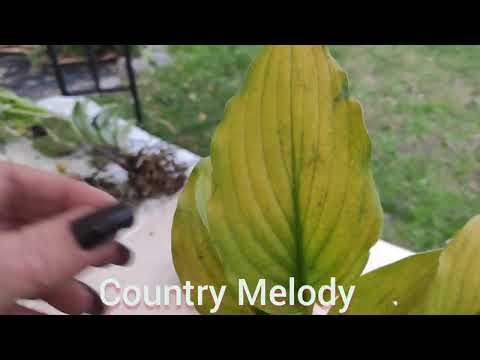 Видео: Распаковка посылки... пополнение моей коллекции хост ... прекрасное закрытие сезона 2022...#хоста#