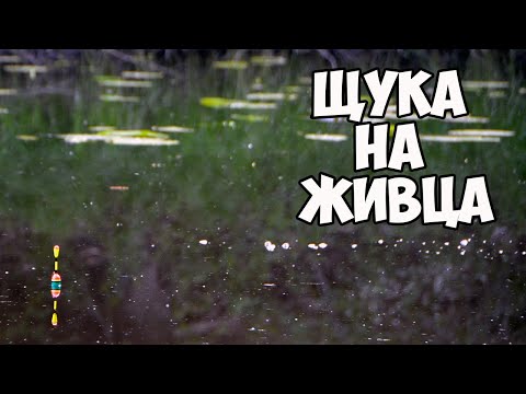 Видео: Щука на живца. Ловля щуки на поплавок