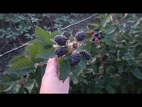 Видео: Ежевика Блэк Джем. Обзор, мнение и основные характеристики