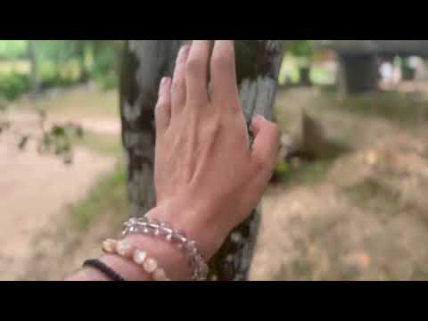 Видео: Путешествие в сад специй на Шри Ланке