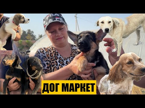 Видео: ФАРГОНА БЕШБОЛА ИТ БОЗОРИ |Ферганский собачий рынок 14 сентября 2025 г.